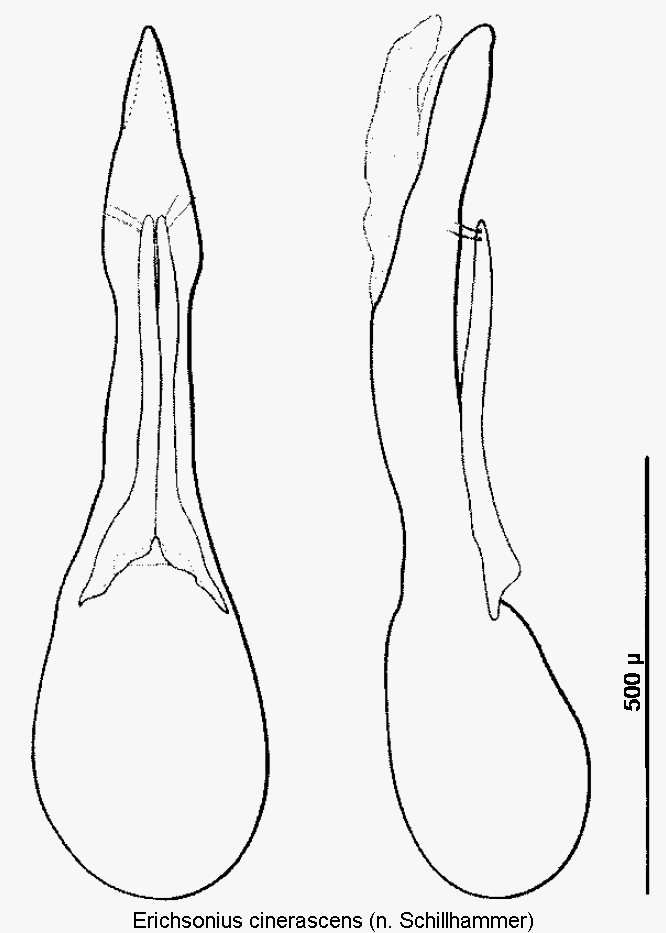erichsonius_cinerascens.gif