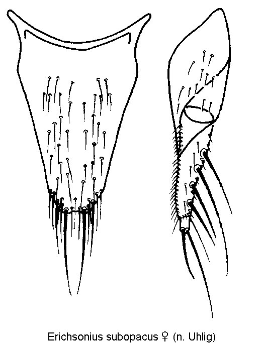 erichsonius_subopacus_ter.gif