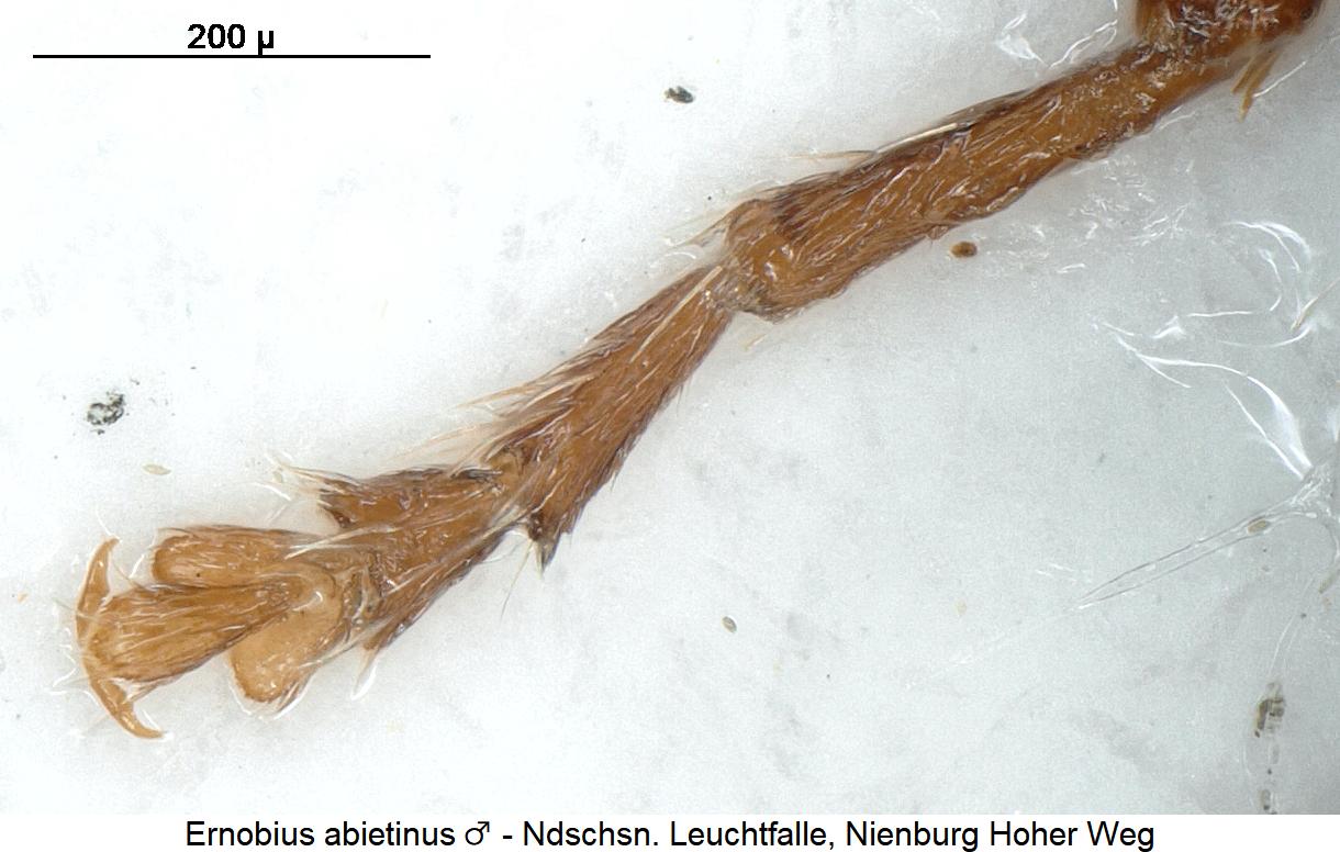 ernobius_abietinus_m_mtr.jpg