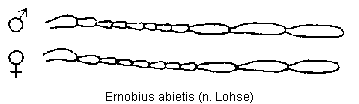ernobius_abietis_f.gif