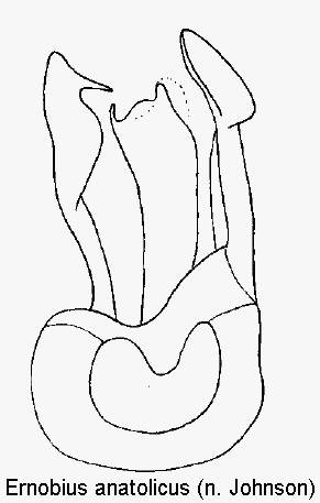 ernobius_anatolicus.gif