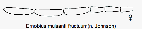 ernobius_fructuum_f.gif
