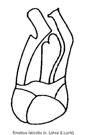 ernobius_laticollis.gif