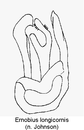 ernobius_longicornis1.gif