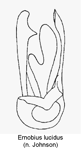 ernobius_lucidus1.gif