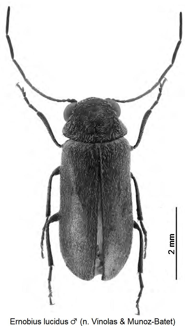 ernobius_lucidus_m_hab.jpg