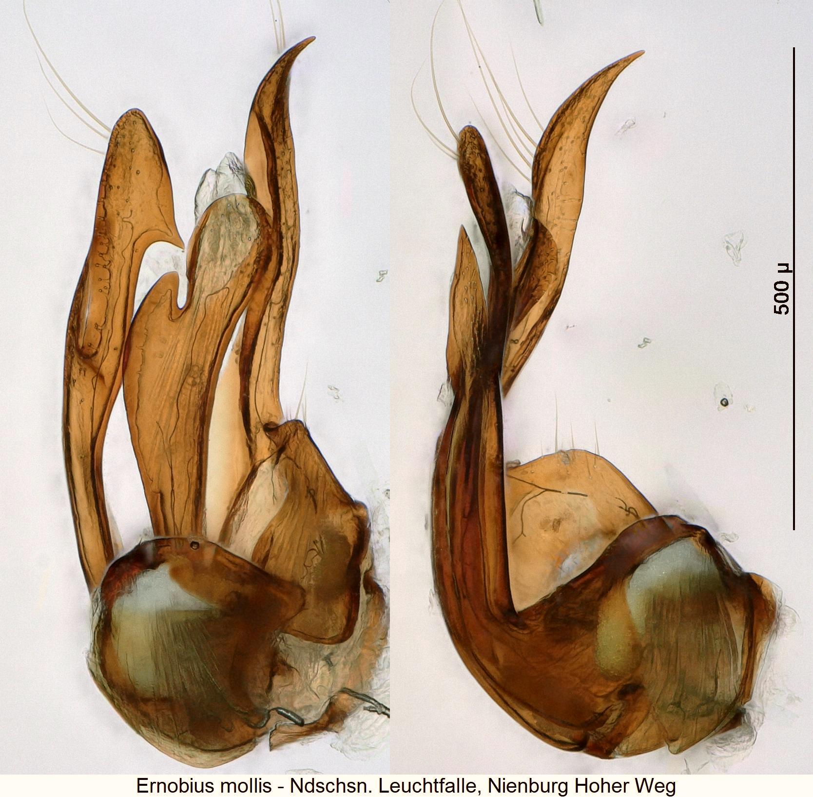 ernobius_mollis1.jpg