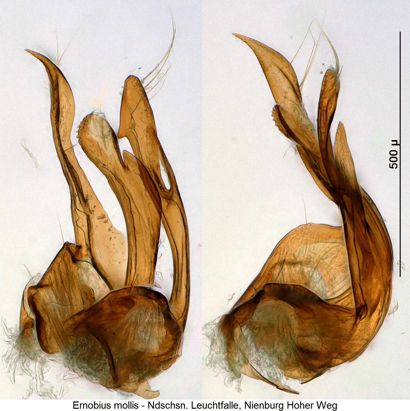ernobius_mollis2.jpg