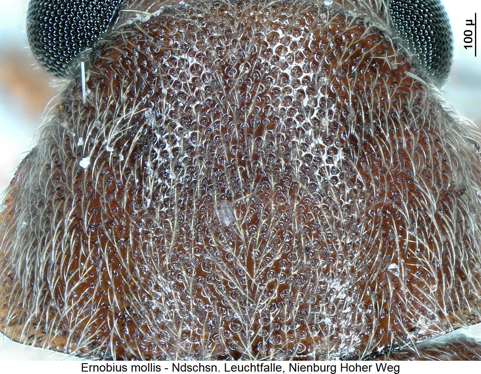 ernobius_mollis_hsch1.jpg