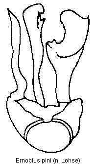 ernobius_pini.gif