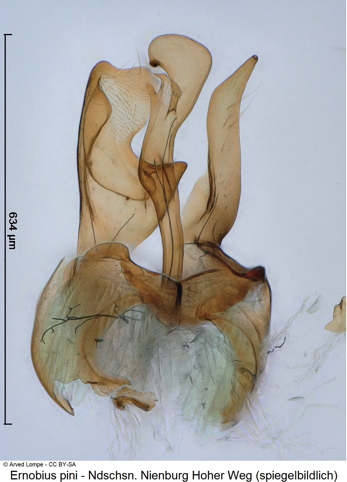 ernobius_pini_ck31807685.jpg