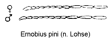 ernobius_pini_f.gif