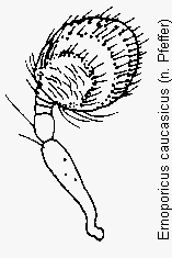 ernoporicus_caucasicus_f.gif