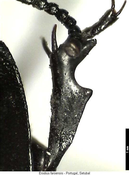 erodius_faroensis_vschn.jpg