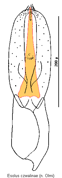 esolus_czwalinae.gif
