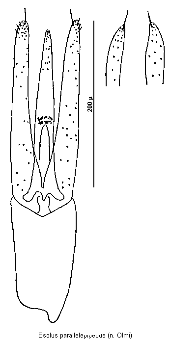 esolus_parallelepipedus.gif