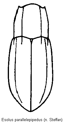 esolus_parallelepipedus_hab.gif