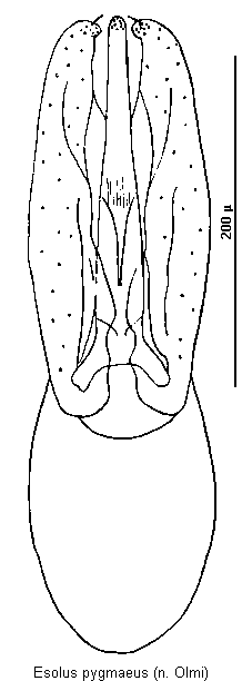 esolus_pygmaeus.gif