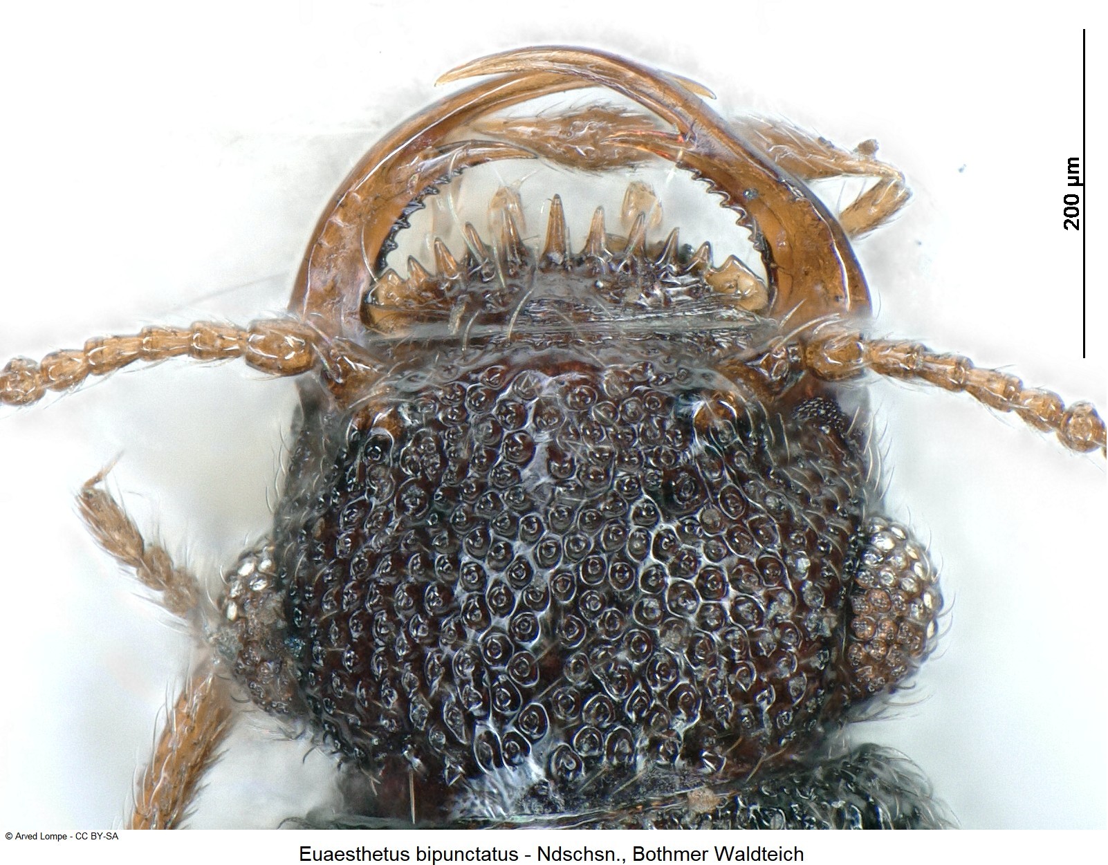 euaesthetus_bipunctatus_ck16501_k.jpg