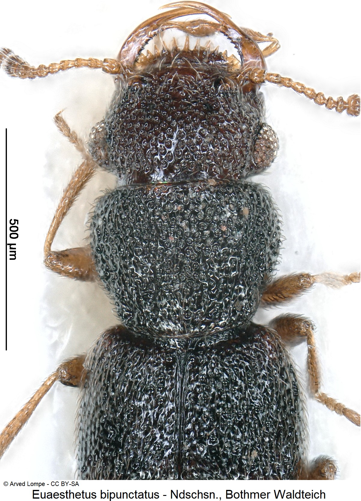 euaesthetus_bipunctatus_ck16501_vk.jpg