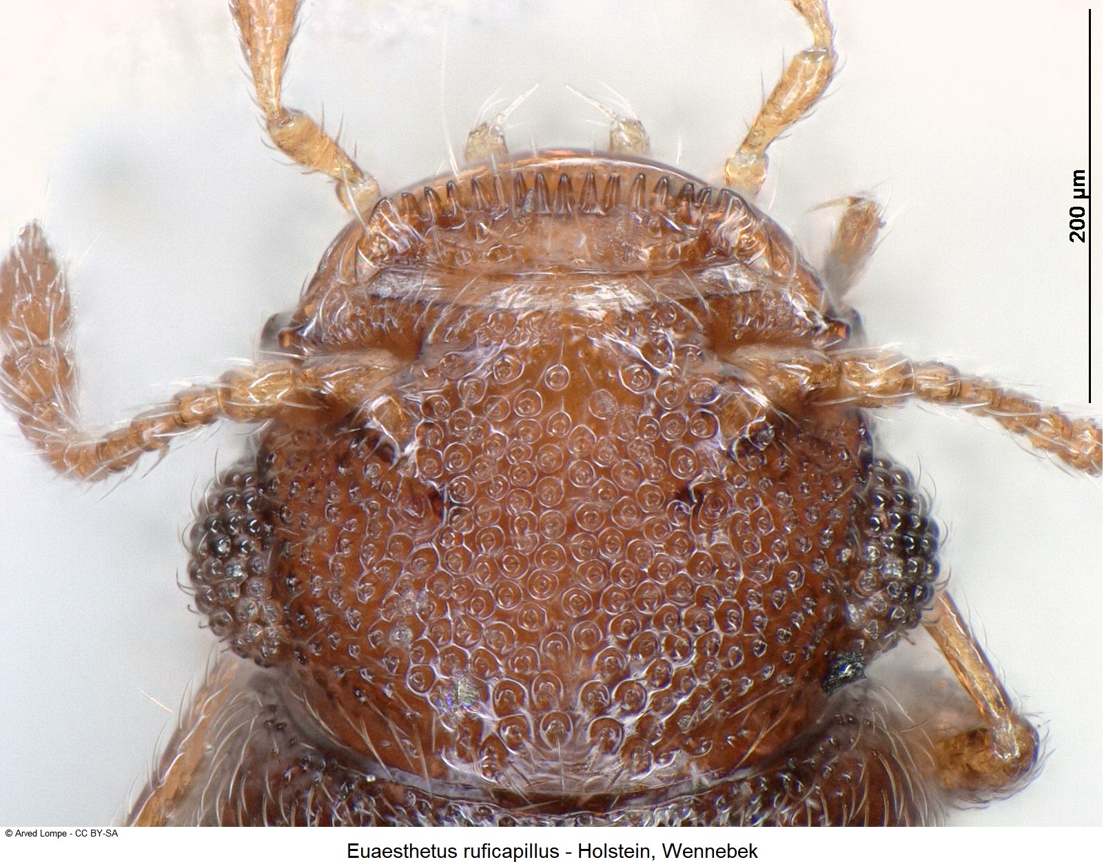 euaesthetus_ruficapillus_ck4773_k.jpg