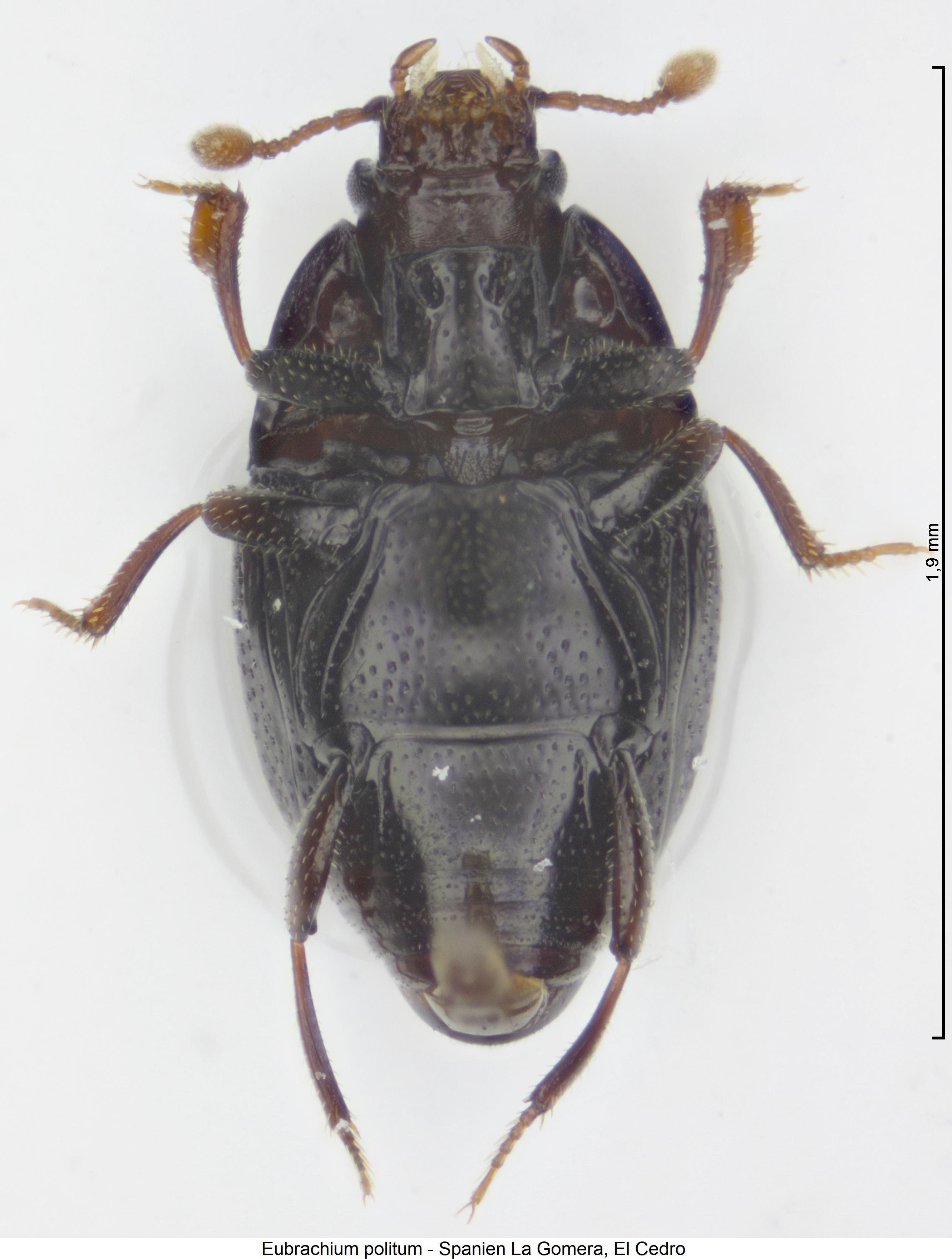 eubrachium_politum_us.jpg