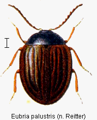 eubria_palustris_rtt.gif