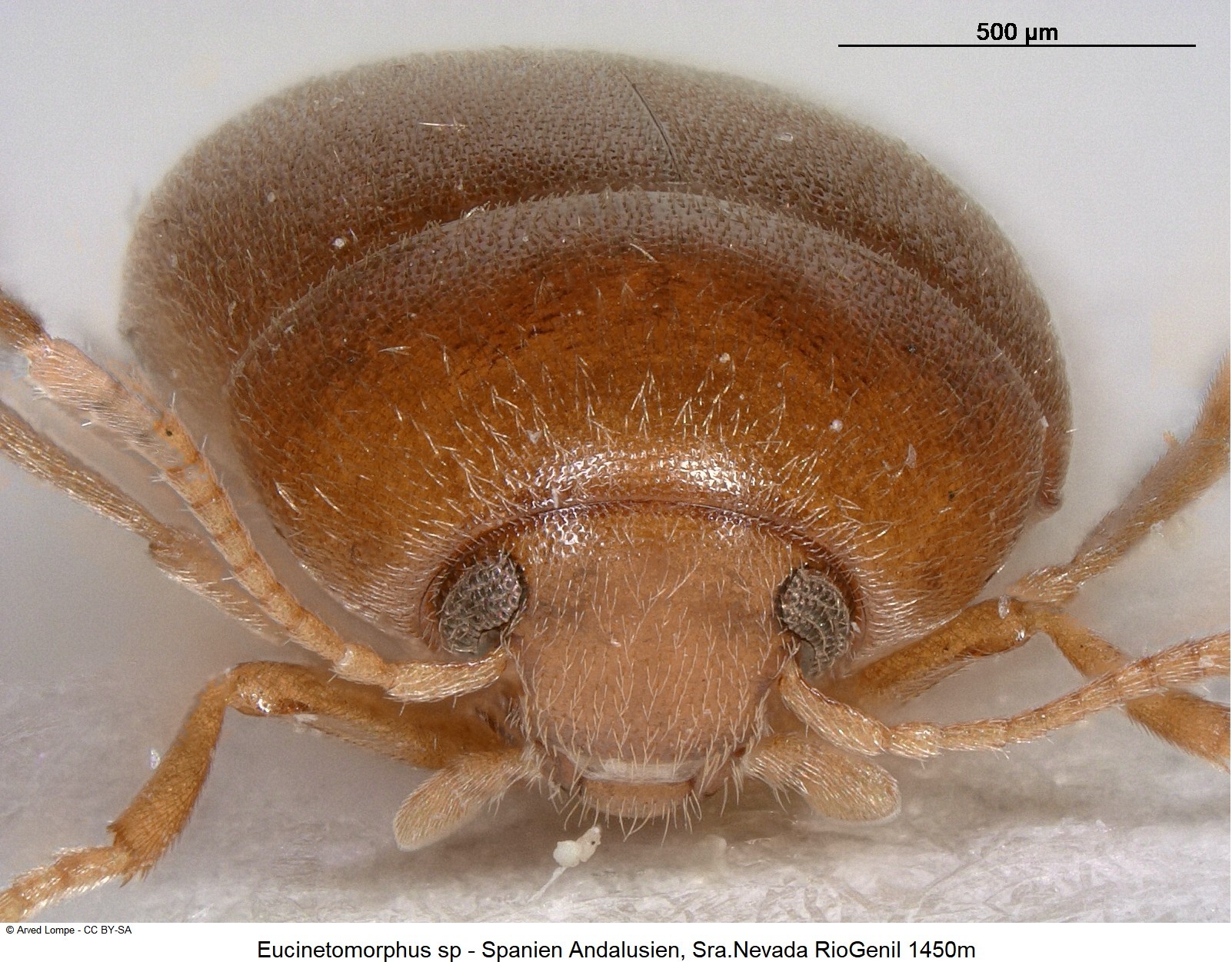 eucinetomorphus_sp-nevada_k.jpg
