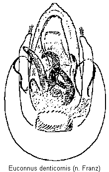 euconnus_denticornis.gif