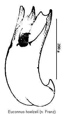 euconnus_hoelzeli.gif