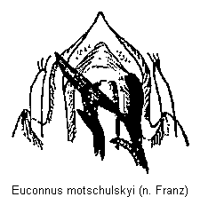 euconnus_motschulskyi.gif