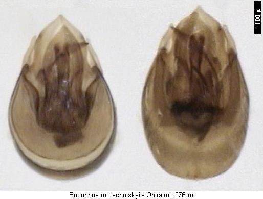 euconnus_motschulskyi.jpg