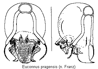 euconnus_pragensis.gif
