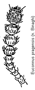 euconnus_pragensis_f.gif
