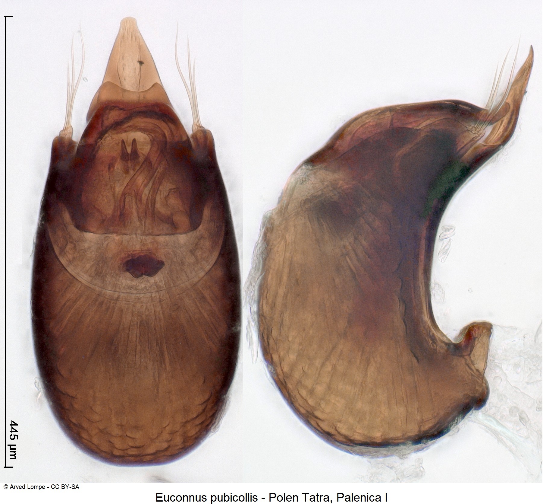 euconnus_pubicollis_ck34336417.jpg
