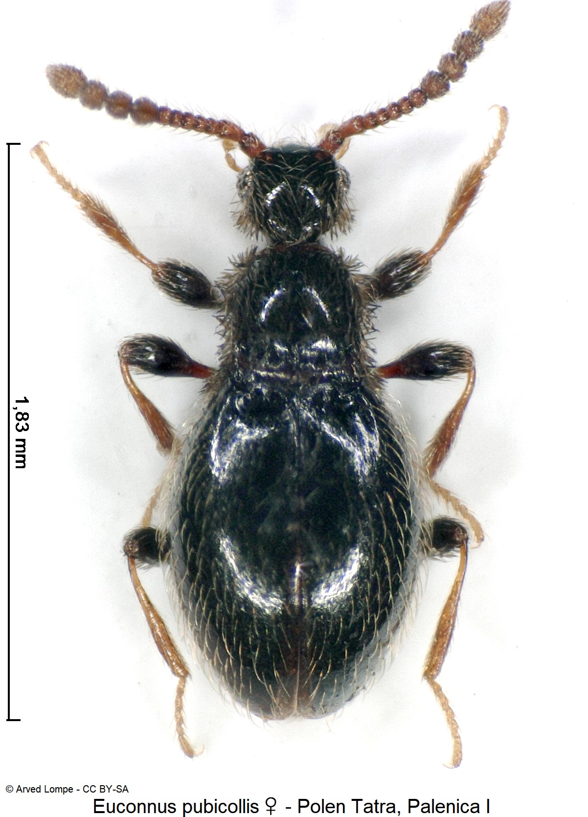 euconnus_pubicollis_w_ck34336417_hab.jpg