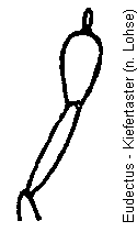 eudectus_kfts.gif
