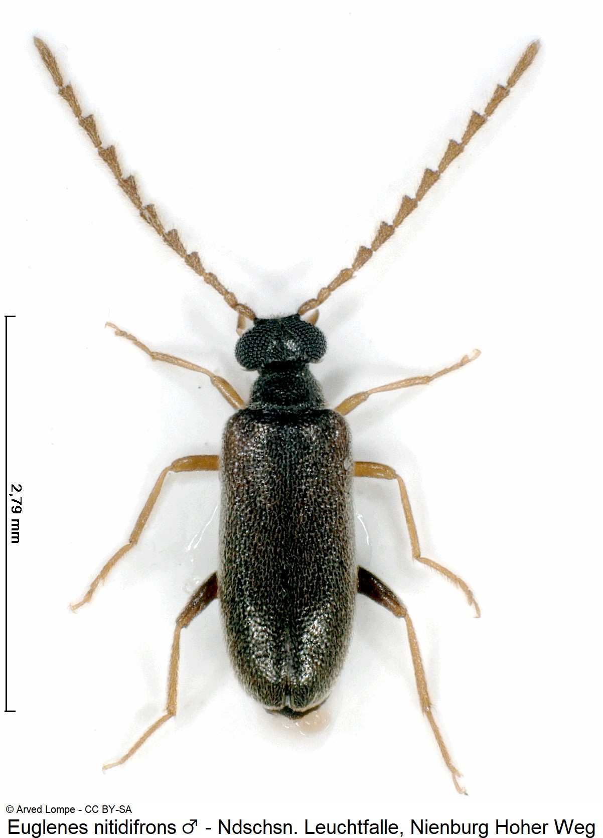 euglenes_nitidifrons_m_ck35981518_hab.jpg
