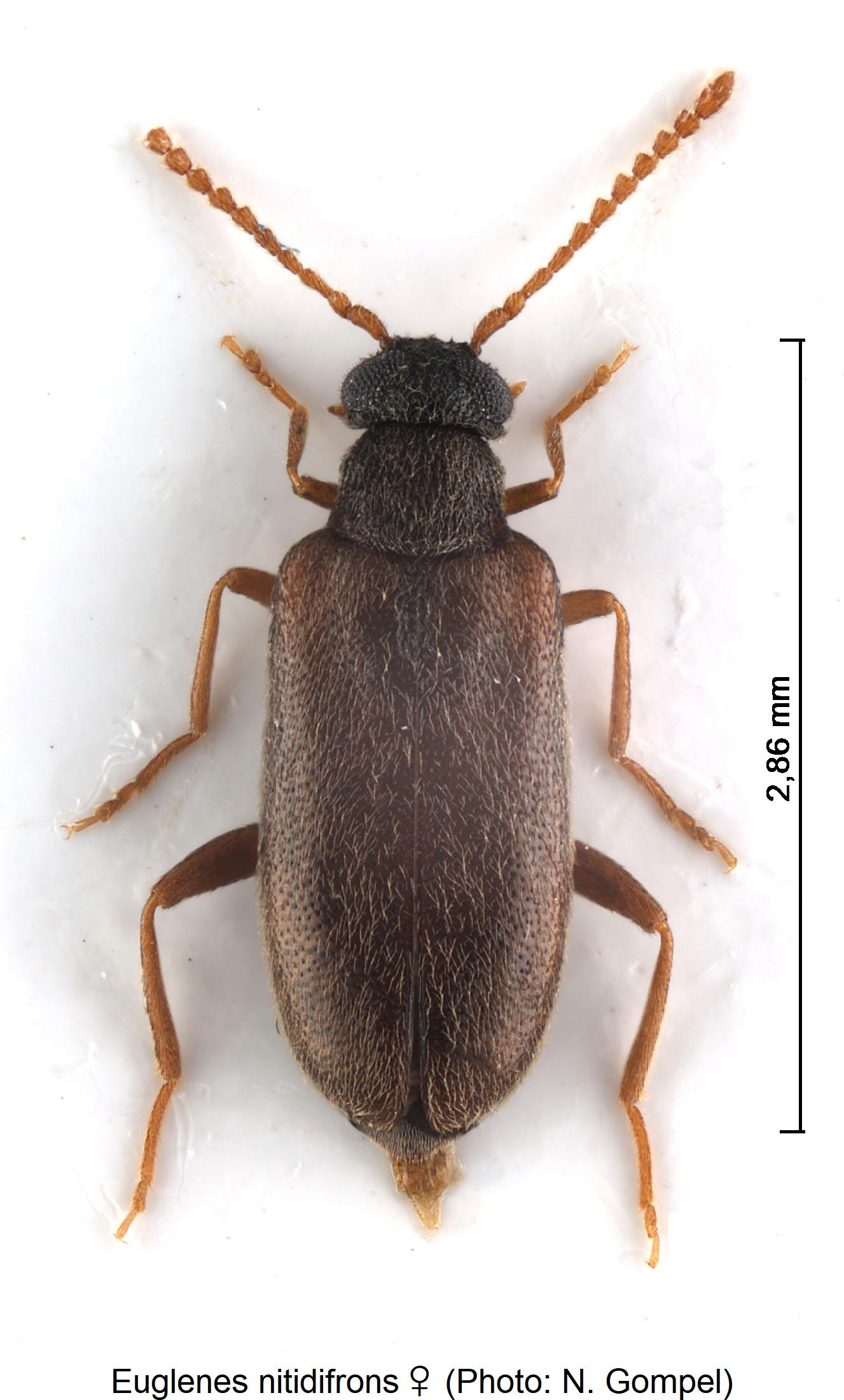 euglenes_nitidifrons_w_hab1.jpg