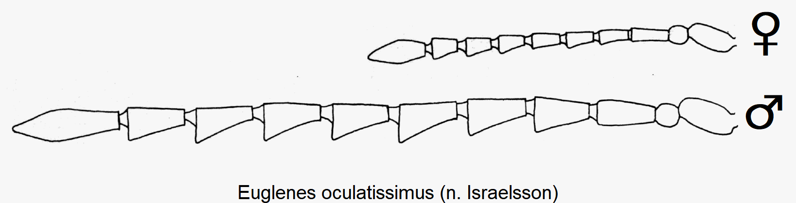 euglenes_oculatissimus_f.gif