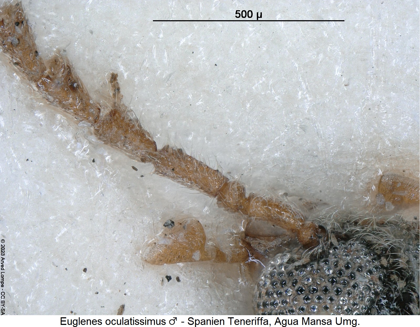 euglenes_oculatissimus_m_f2.jpg