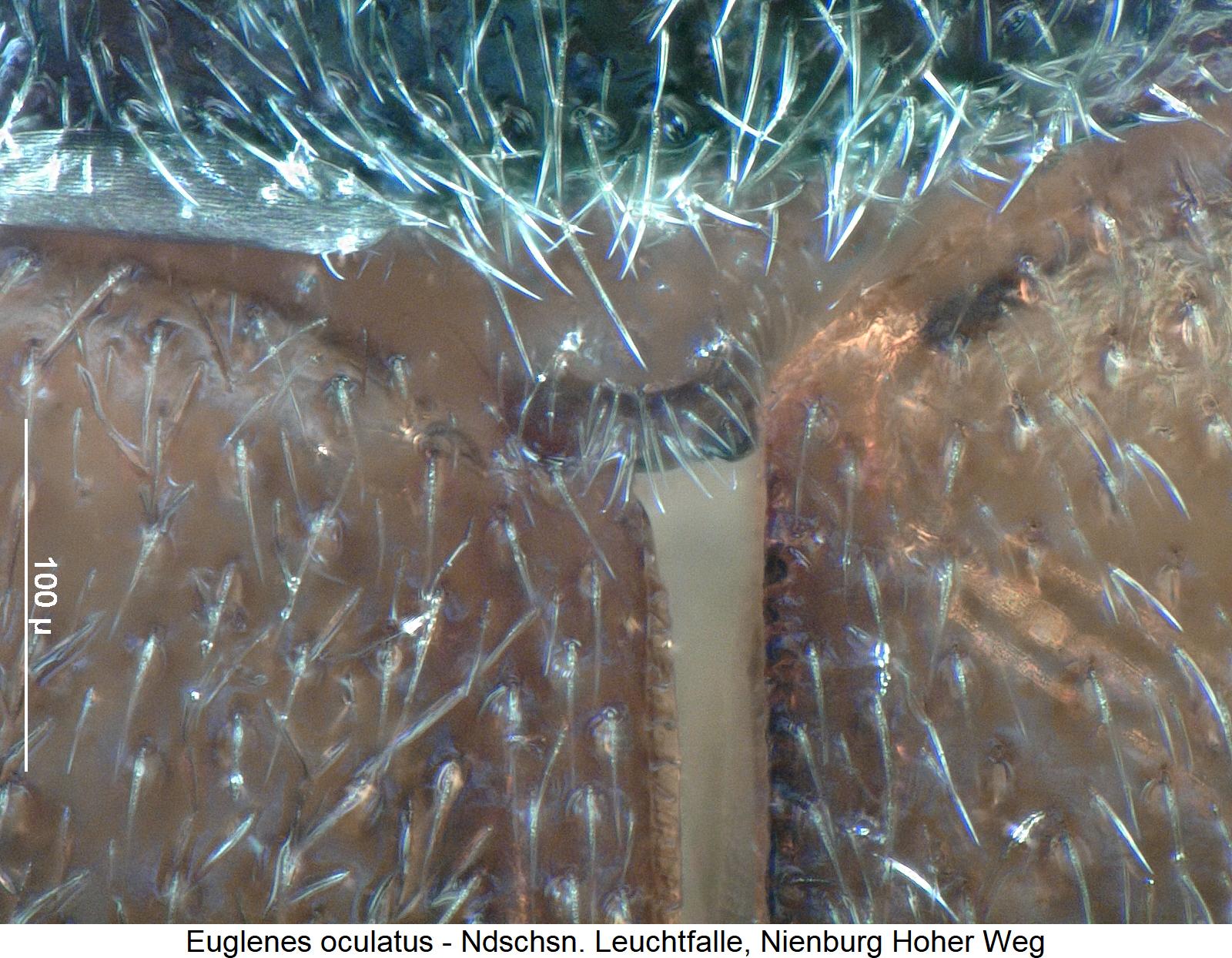 euglenes_oculatus_scut.jpg