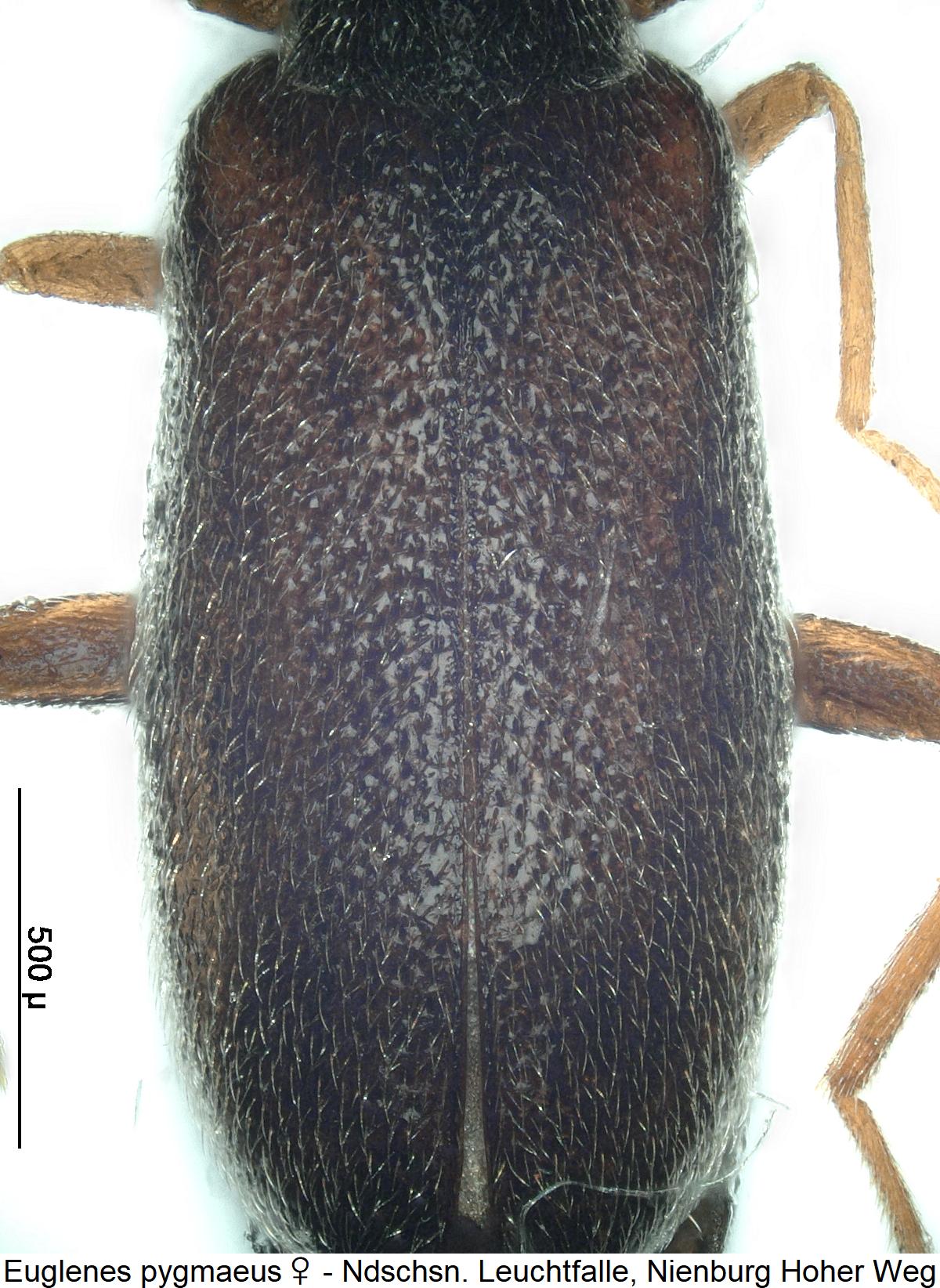 euglenes_pygmaeus_w_fld.jpg