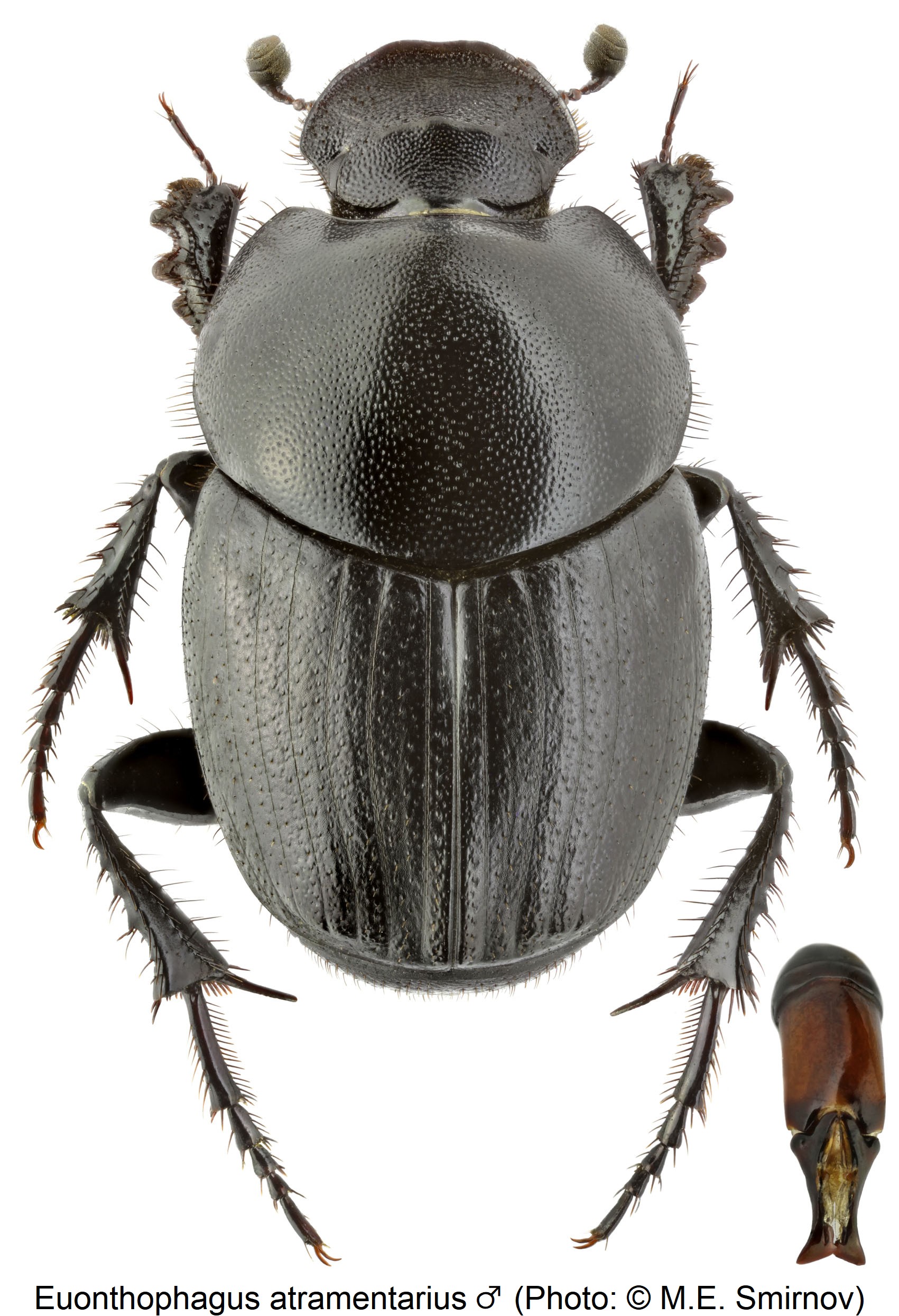 euonthophagus_atramentarius_m_hab.jpg