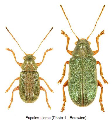 eupales_ulema_hab.jpg