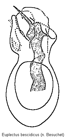 euplectus_bescidicus.gif