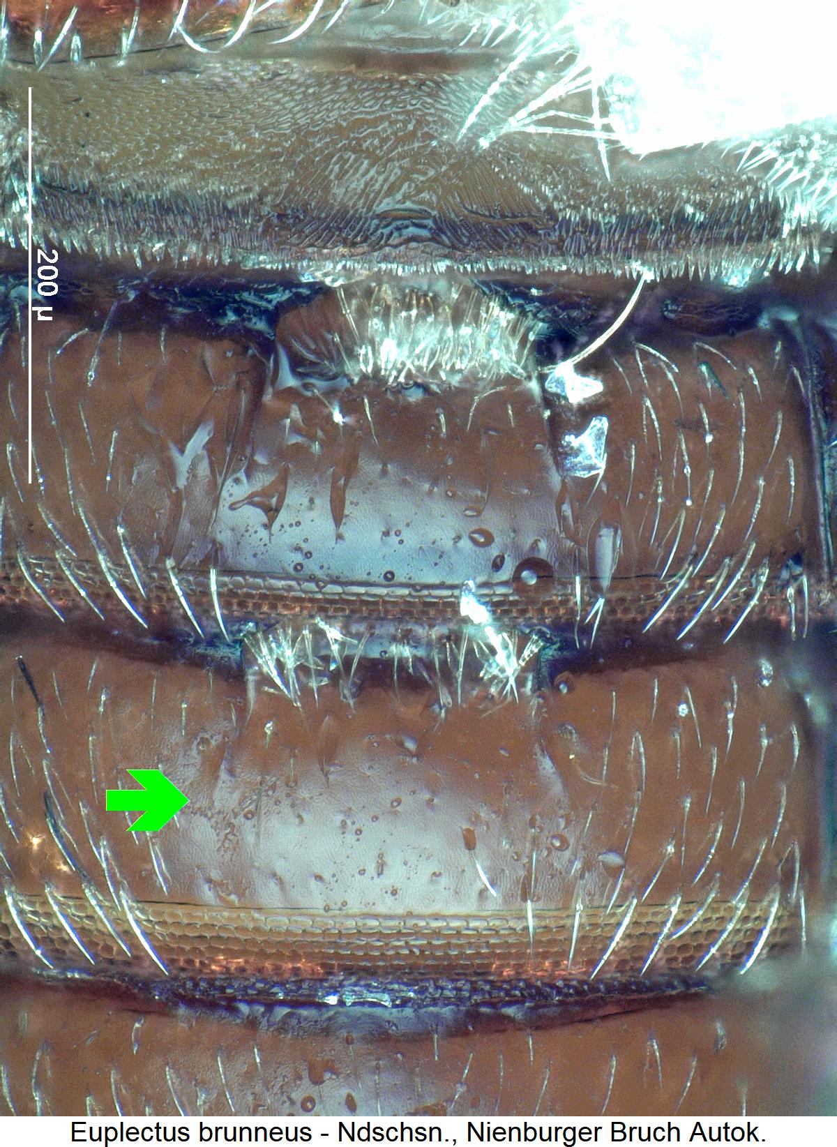 euplectus_brunneus_ter.jpg