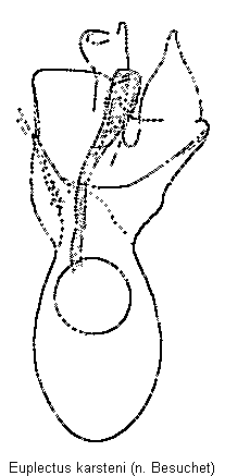 euplectus_karsteni.gif
