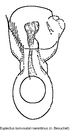 euplectus_narentinus.gif