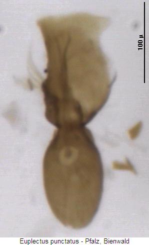 euplectus_punctatus.jpg